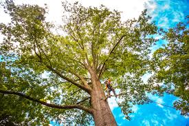 Best Stump Grinding and Removal  in Glouster, OH