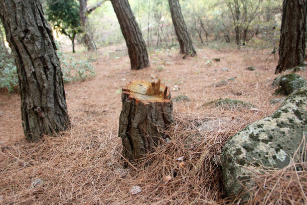 Best Arborist Consultation Services  in Glouster, OH