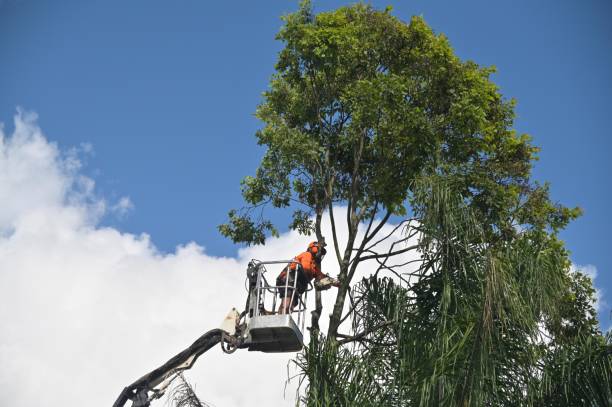 How Our Tree Care Process Works  in  Glouster, OH
