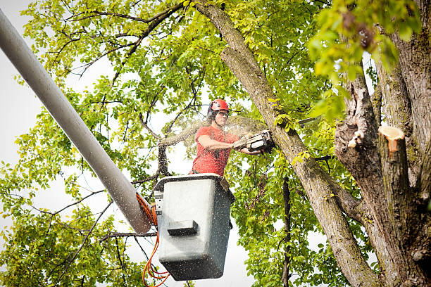 Glouster, OH Tree Care Company