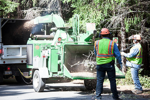 Best Tree Risk Assessment  in Glouster, OH