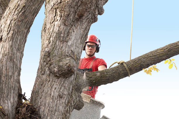 Best Storm Damage Tree Cleanup  in Glouster, OH